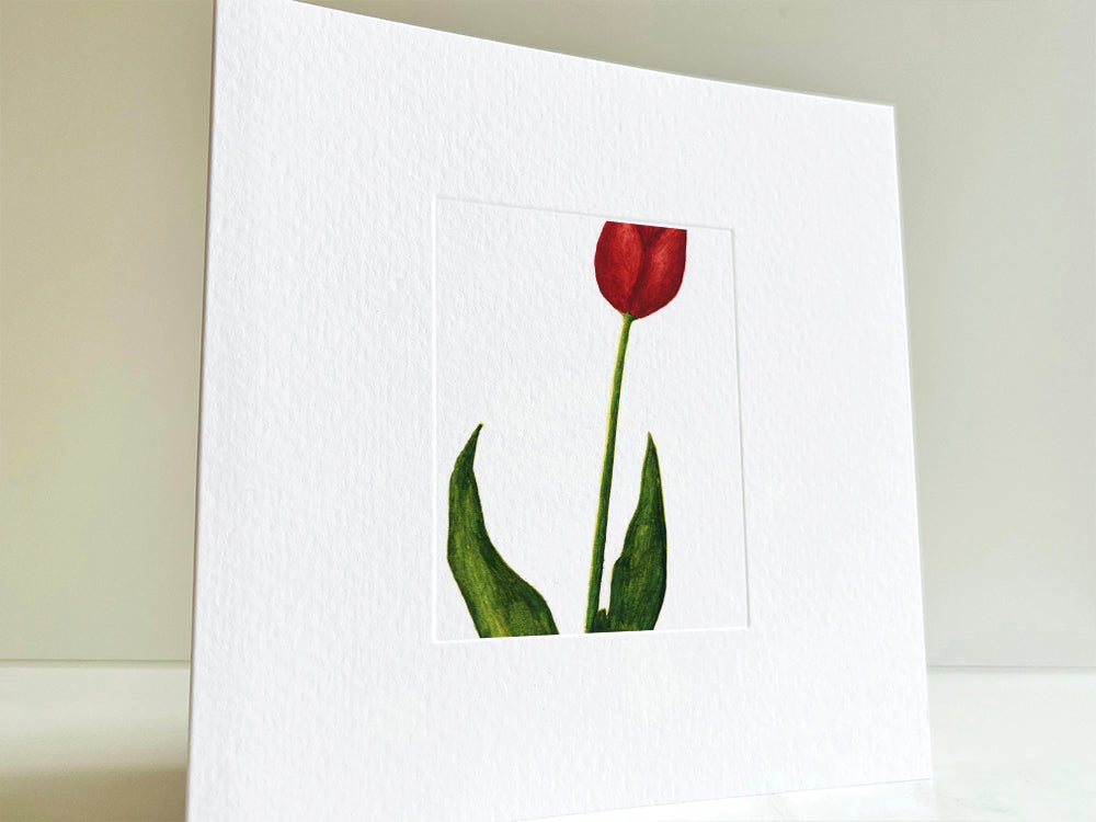 Tulip
